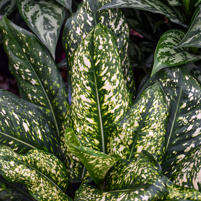 Aglaonema 'Lumina' 6"