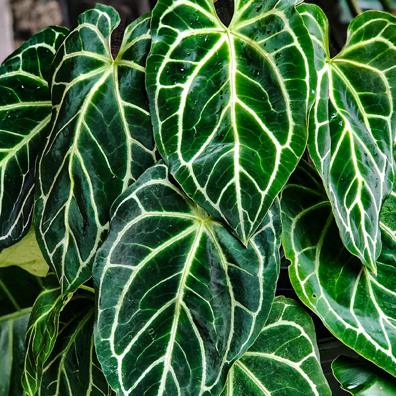 Anthurium crystallinum x magnifi