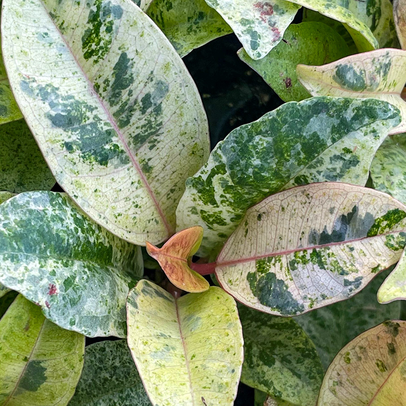 Ficus shivereana 'Moonshine' 10"