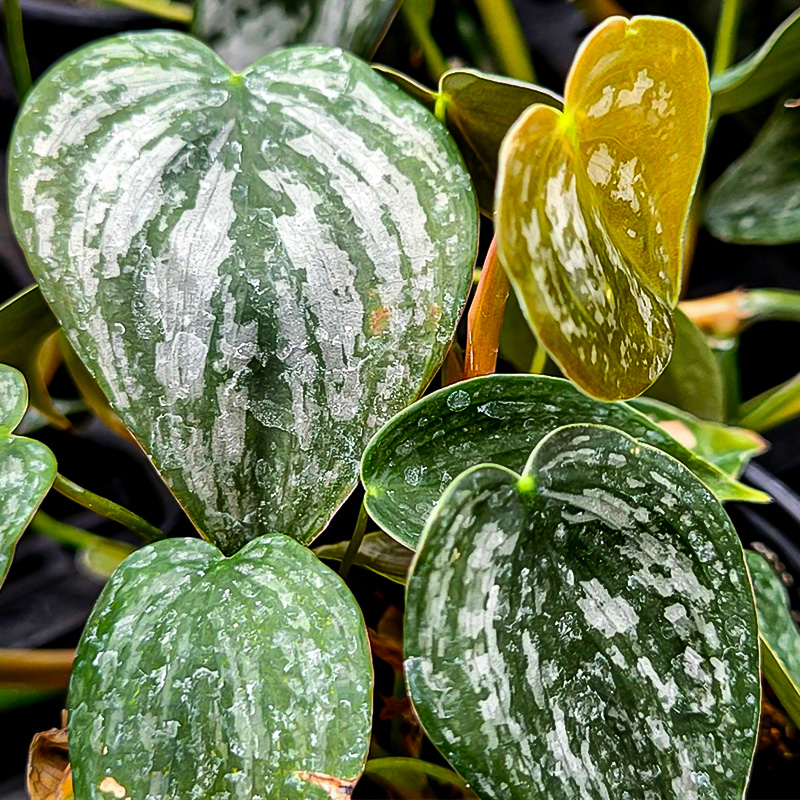 Philodendron branditianum 6"