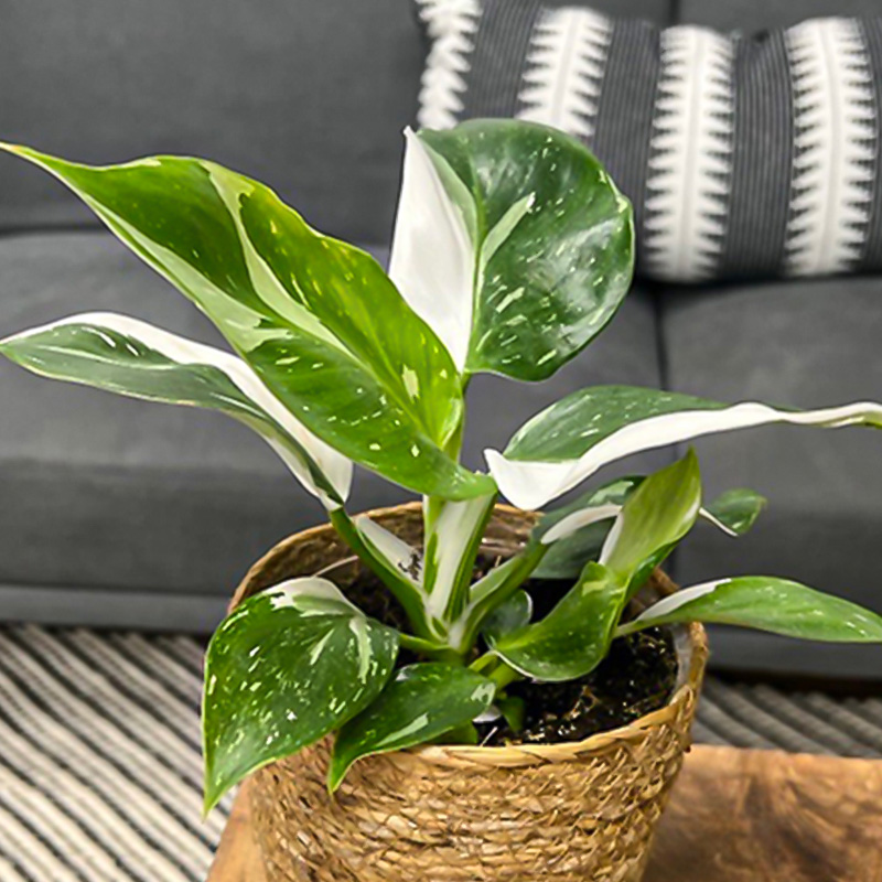 Philodendron 'White Princess' 10