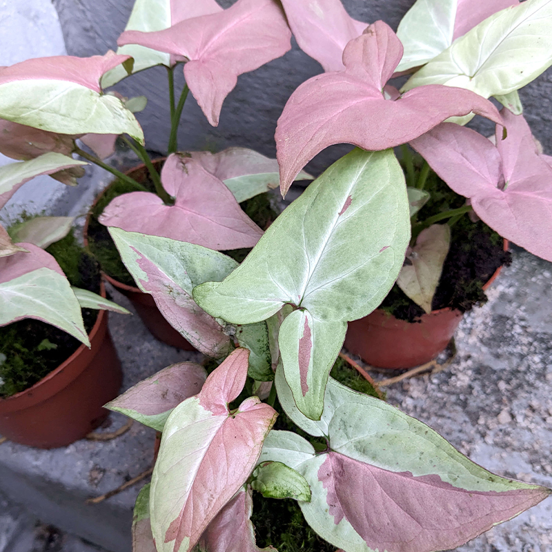 Syngonium 'Strawberry Milk' 4"