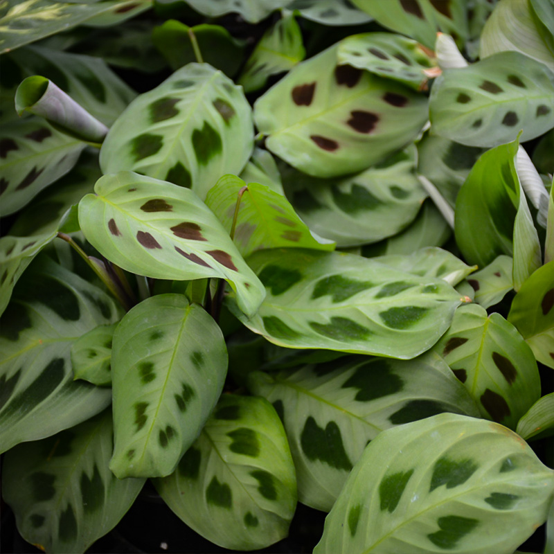 Maranta leuconeura 'Kerchoveana'