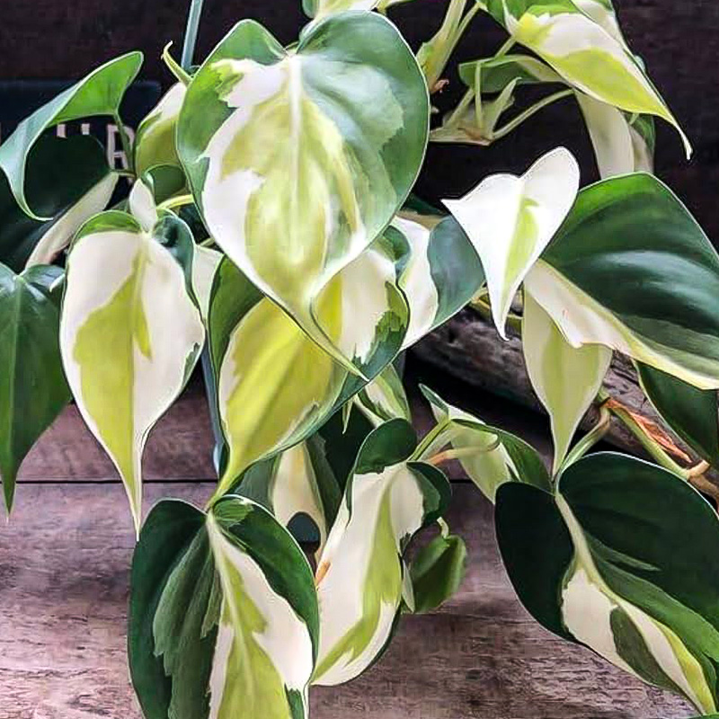 Philodendron cream splash HB 6"