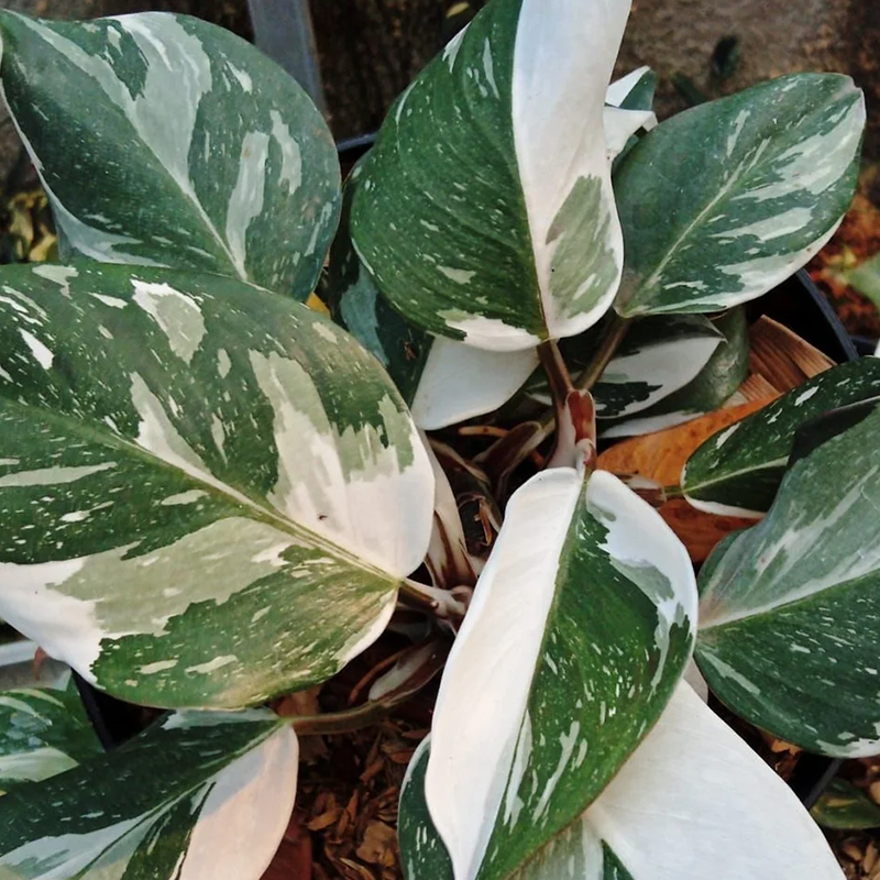 PHILODENDRON WHITE KNIGHT 6"