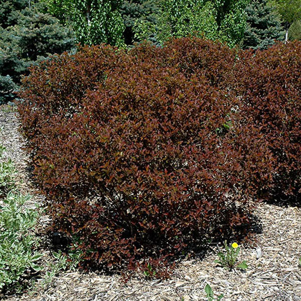 PHYSOCARPUS 'SUMMER WINE' 3G