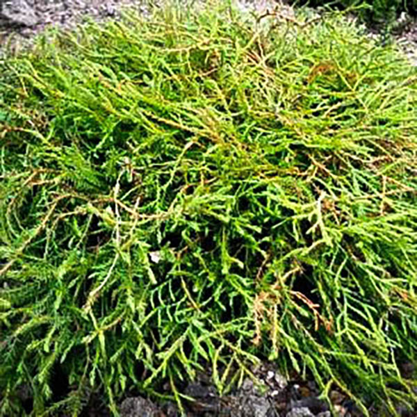 THUJA OCC 'PANCAKE' 3G