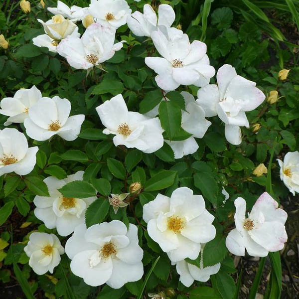 Botanical Name -  Rosa 'Radwhite'
