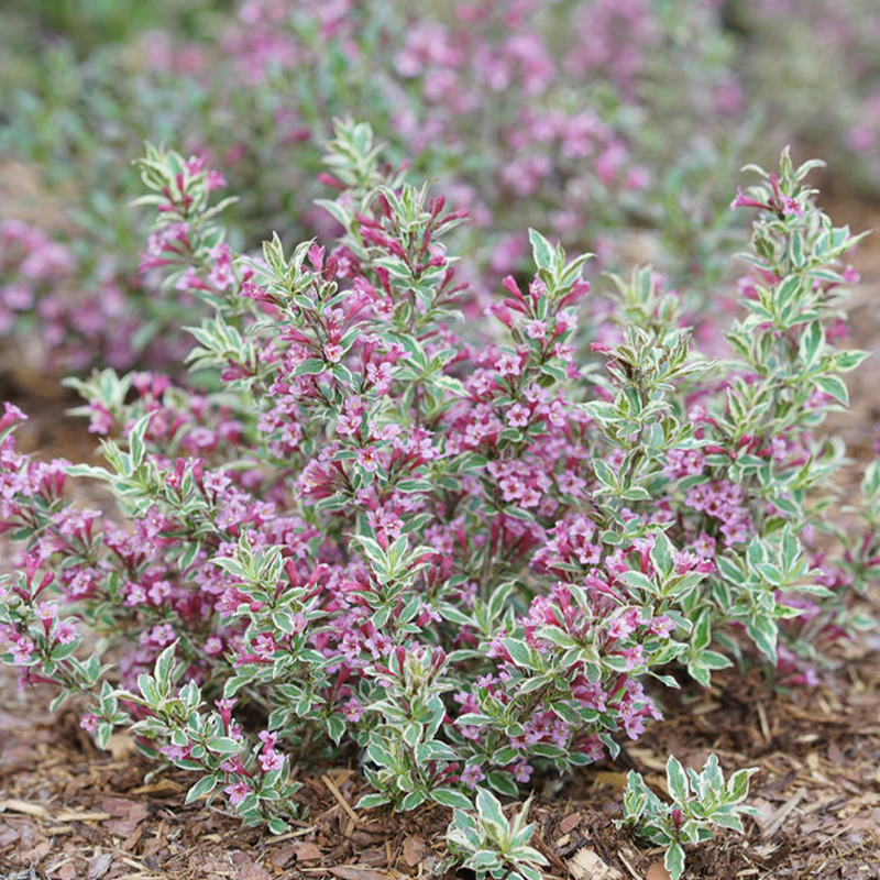 WEIGELA 'MY MONET PRPL EFFECT'