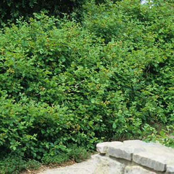 RHUS  AROMATICA 'GRO LOW' 3G