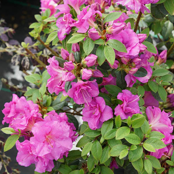 Botanical Name -  Rhododendron 'NCRX3'