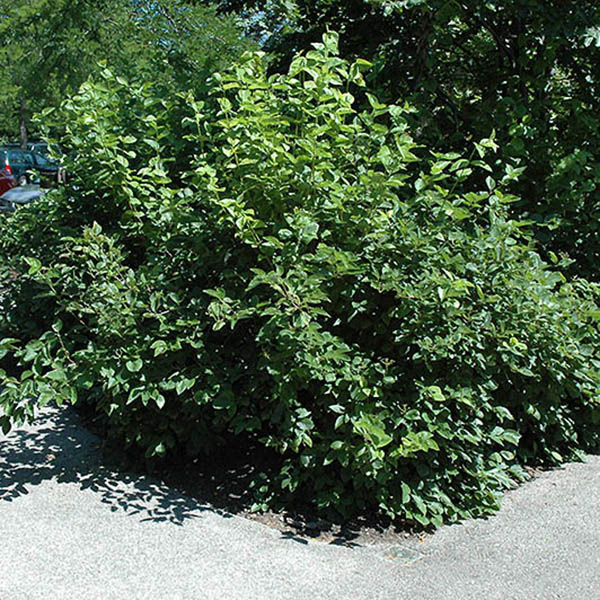 VIB DENT 'CHICAGO LUSTRE' 3G