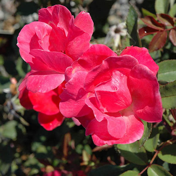 ROSA 'KNOCK OUT PINK' 3G