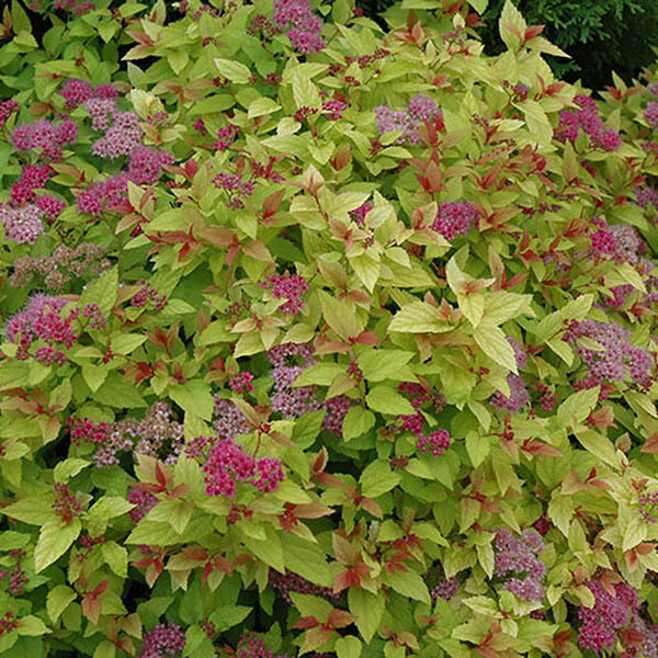SPIRAEA 'MAGIC CARPET' 3G