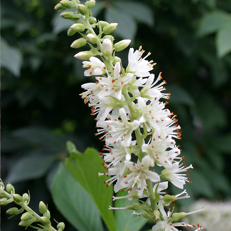 CLETHRA 'SUGARTINA CRYSTALINA'2G