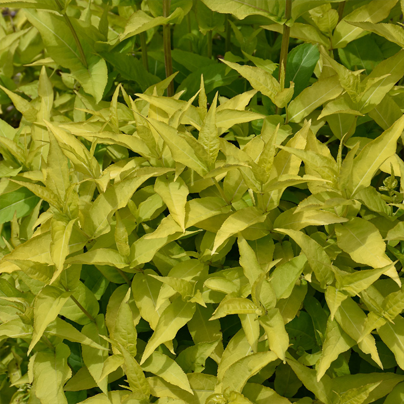 DIERVILLA 'HONEYBEE' 3G