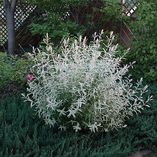 SALIX INT 'HAKURO NISHIKI 20G TR