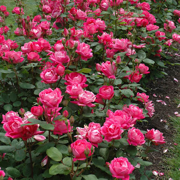 ROSA 'KNOCK OUT DOUBLE RED' 3G
