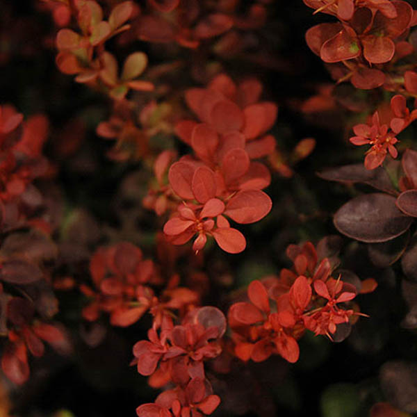 HIBISCUS S 'DK LAVENDER CHIFFON'