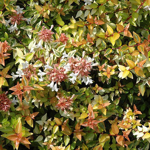 ABELIA 'KALEIDOSCOPE'