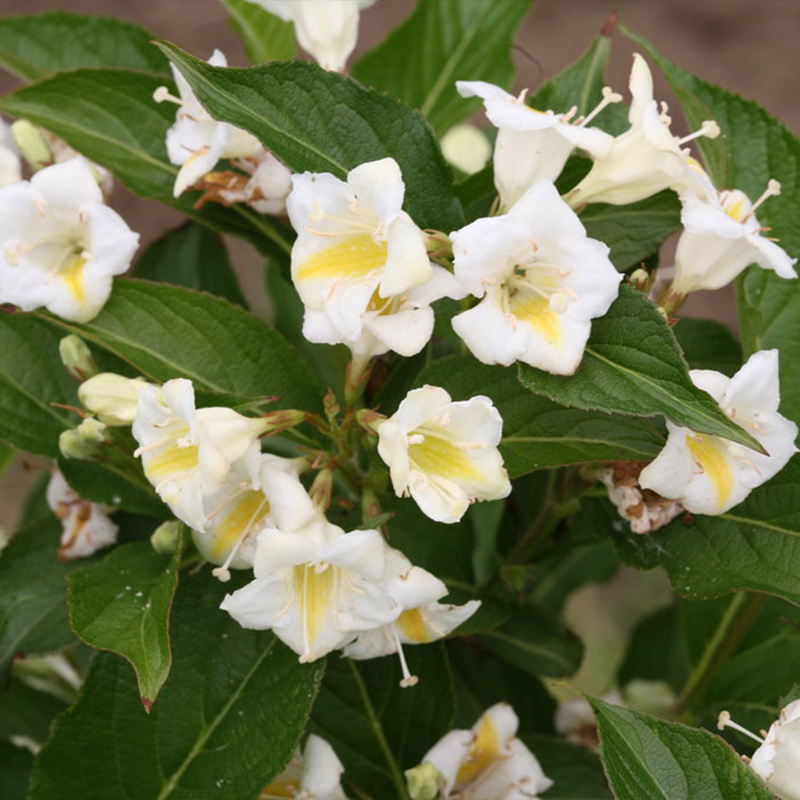 WEIGELA 'CZECHMARK SNNY SIDE UP'