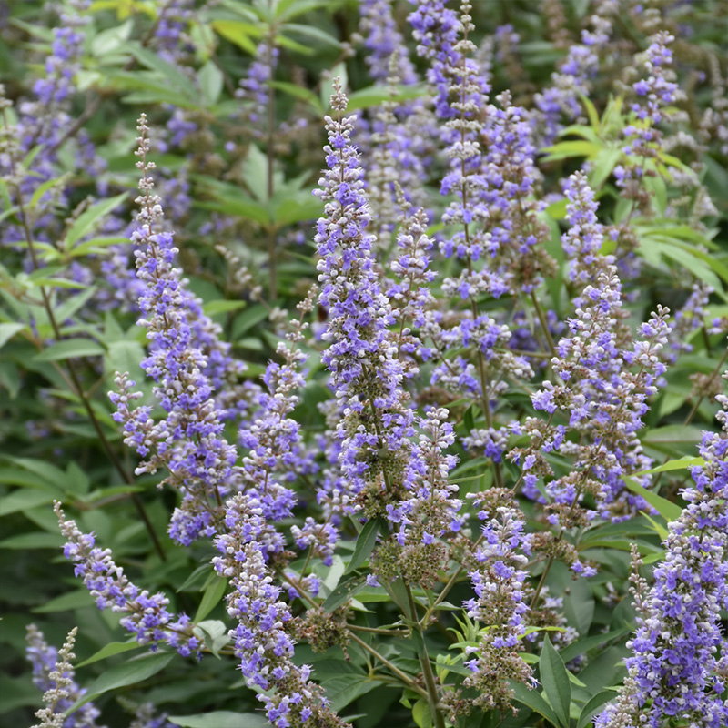 VITEX 'ROCK STEADY' 3G