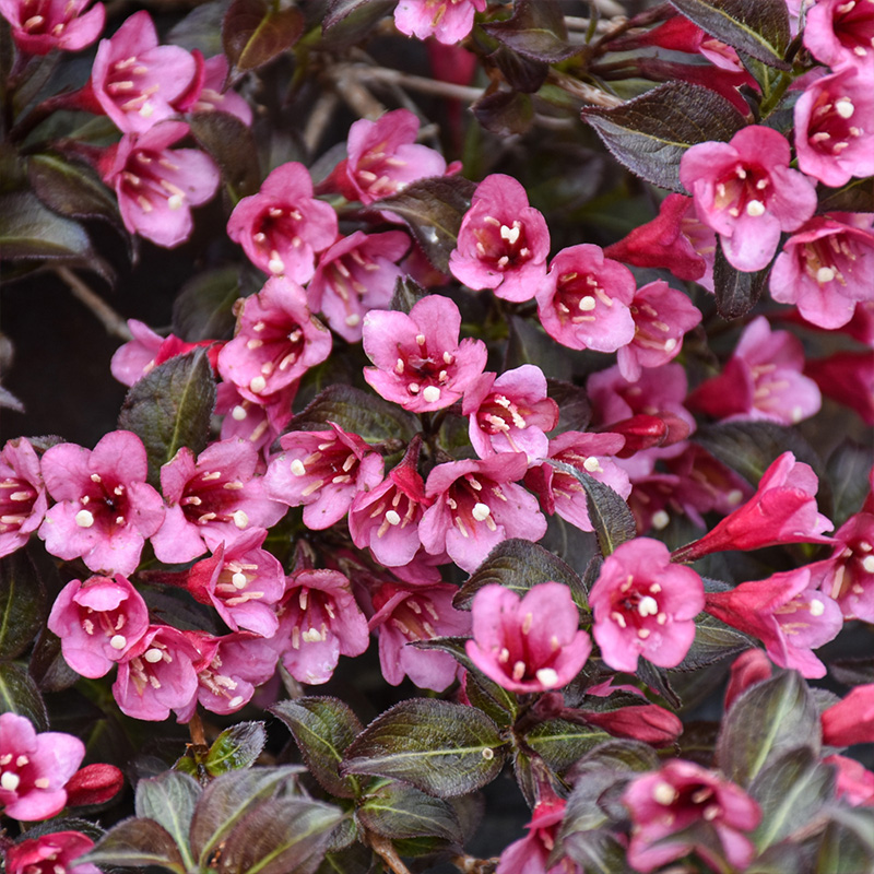 WEIGELA 'SONIC BLOOM WINE' 3G