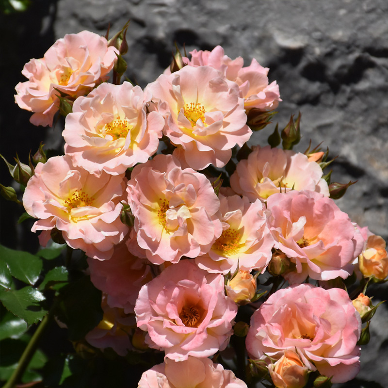 ROSA 'DRIFT PEACH' 3G