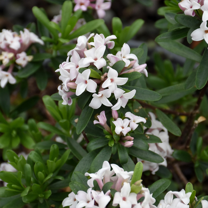 DAPHNE 'ETERNAL FRAGRANCE' 3G