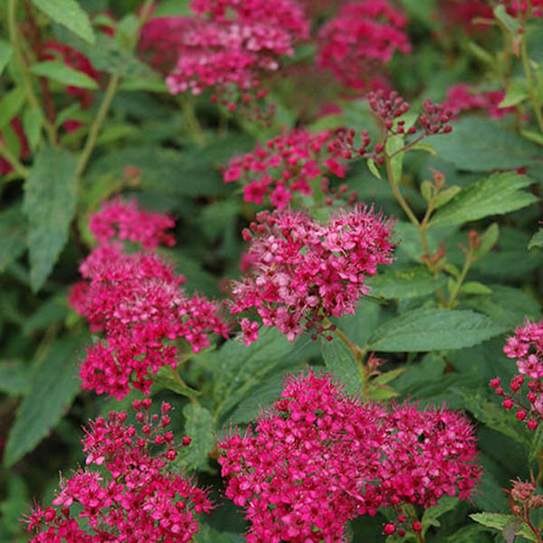 SPIRAEA 'NEON FLASH' 3G