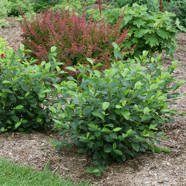 ARONIA LOWSCAPE HEDGER 3G