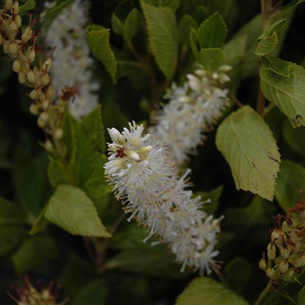 Botanical Name -  Clethra alnifolia 'Sugartina Crystalina'
