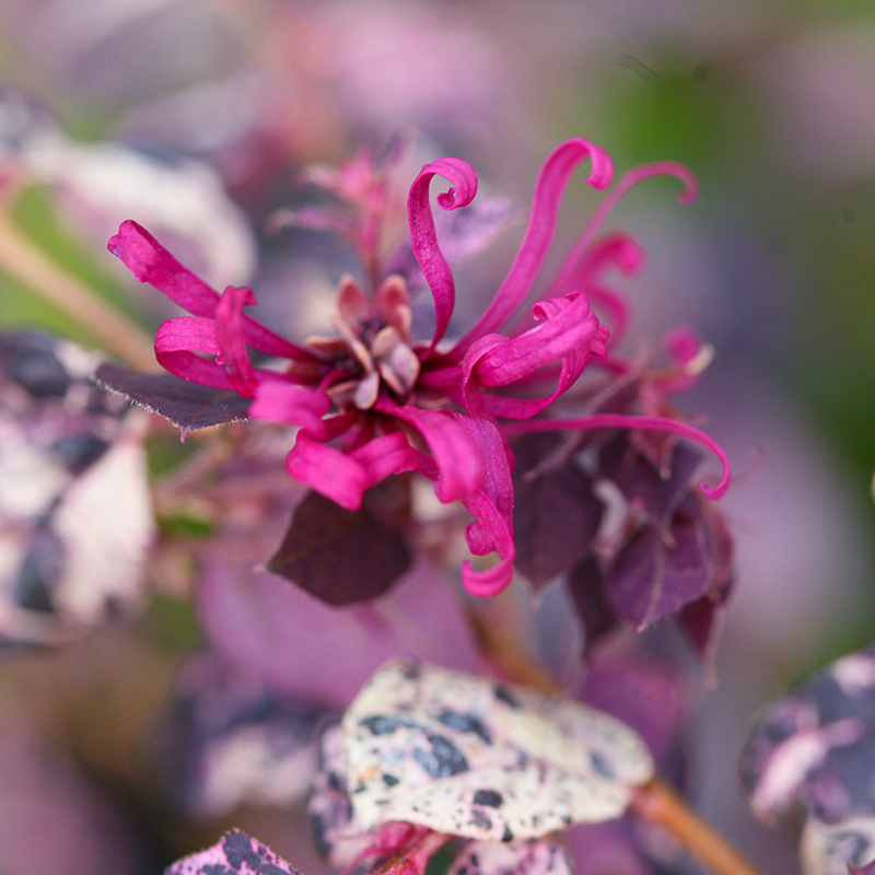 LOROPETALUM 'JAZZ HANDS VAR' 3G