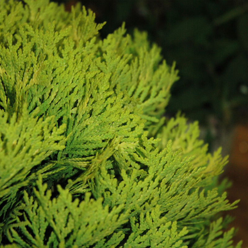 THUJA OCC 'ANNA'S MAGIC BALL' 3G