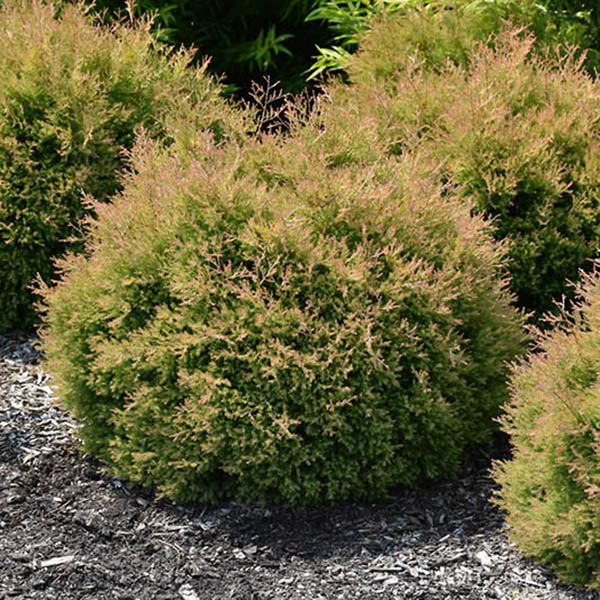 THUJA OCC 'FIRE CHIEF' 3G