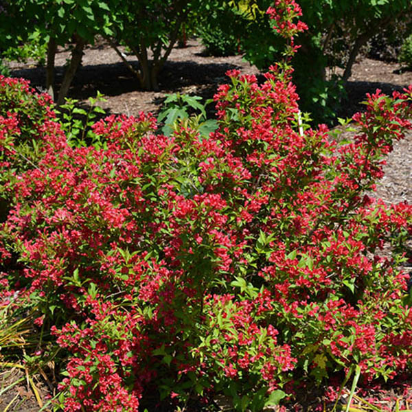 WEIGELA 'SONIC BLOOM RED' 3G