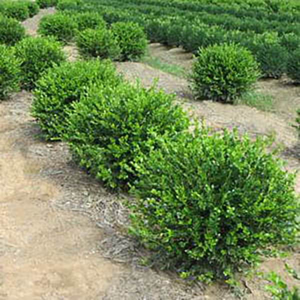 BUXUS MIC 'WINTER GEM' 3G