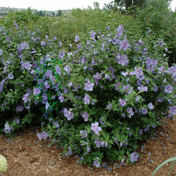 HIBISCUS S 'BLUE CHIFFON' 3G