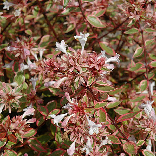 ABELIA 'SUNSHINE DAYDREAM' 5G