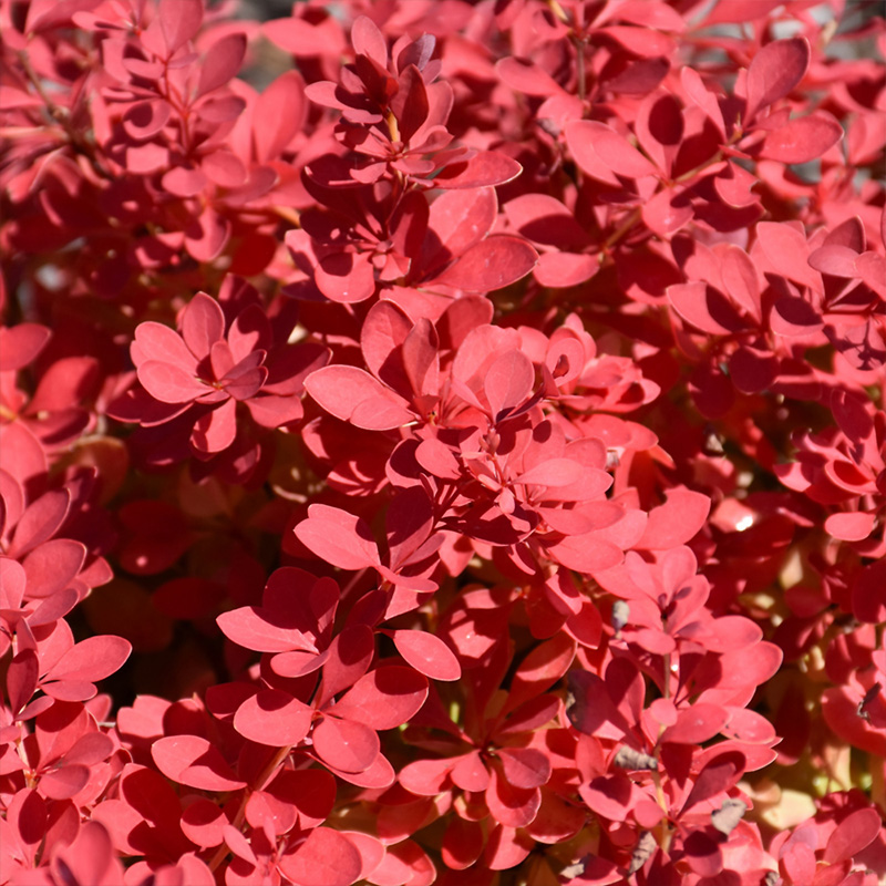 BERB 'SUNJOY FAST  NEO' 3G