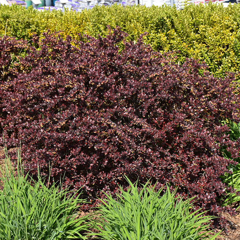 BERB 'SUNJOY REALLY RED' 3G