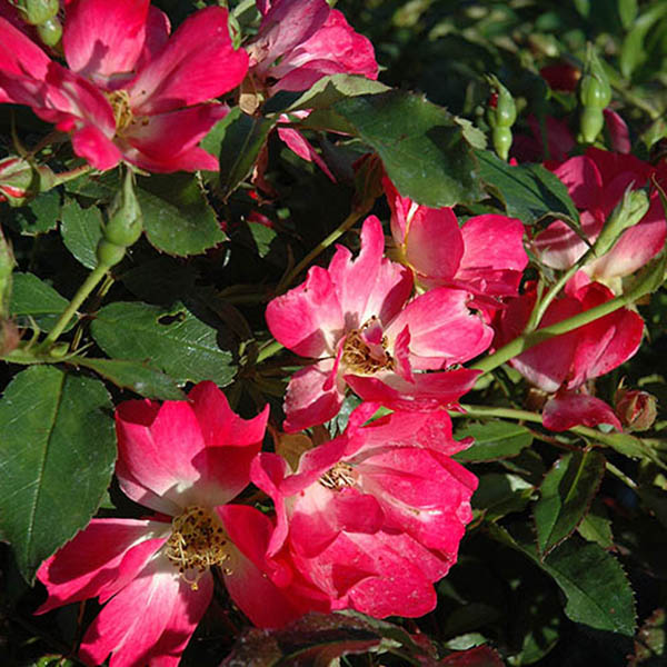 Botanical Name -  Rosa 'Meijocos' PP18,874