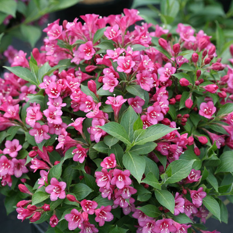 WEIGELA 'SNIPPET DARK PINK' 3G