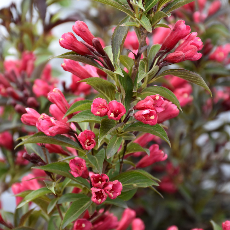 WEIGELA 'ELECTRIC LOVE' 3G