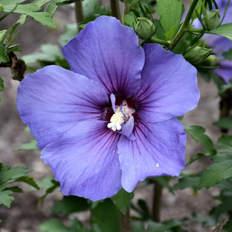 HIBISCUS S 'PARAPLU VIOLET' 3G