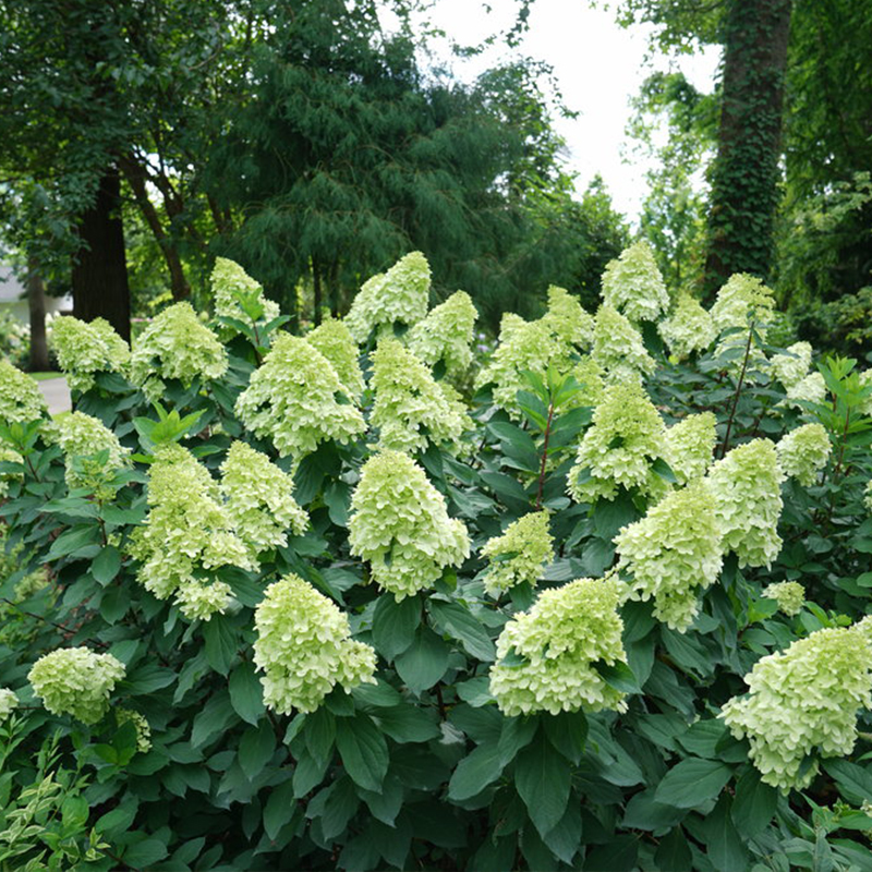 HYDRANGEA PAN 'LIMELIGHT PRIME'