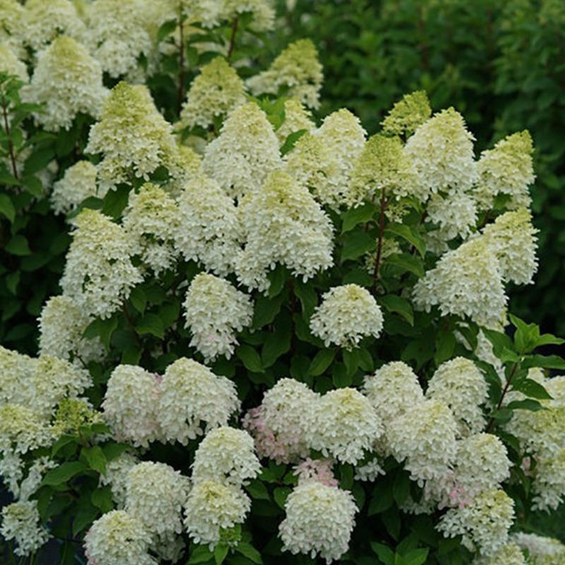 HYDRANGEA PAN 'QUICK FIRE FAB'