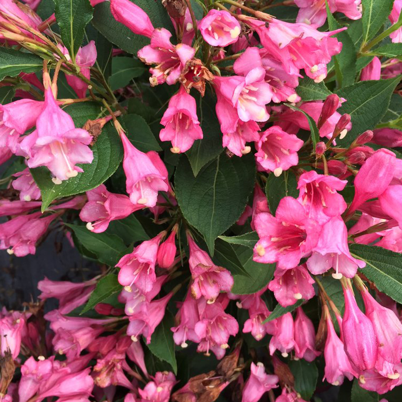 WEIGELA 'CZECHMARK TWOPINK'