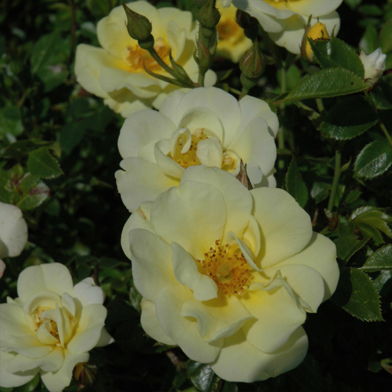 ROSA 'DRIFT LEMON' 3G