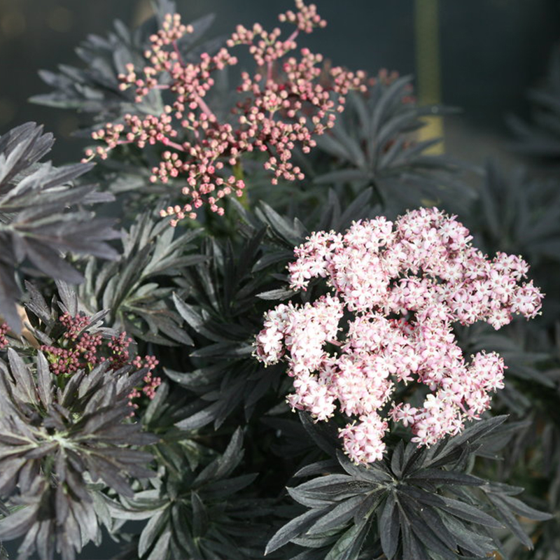 Sambucus Nigra 'laced Up' 3g